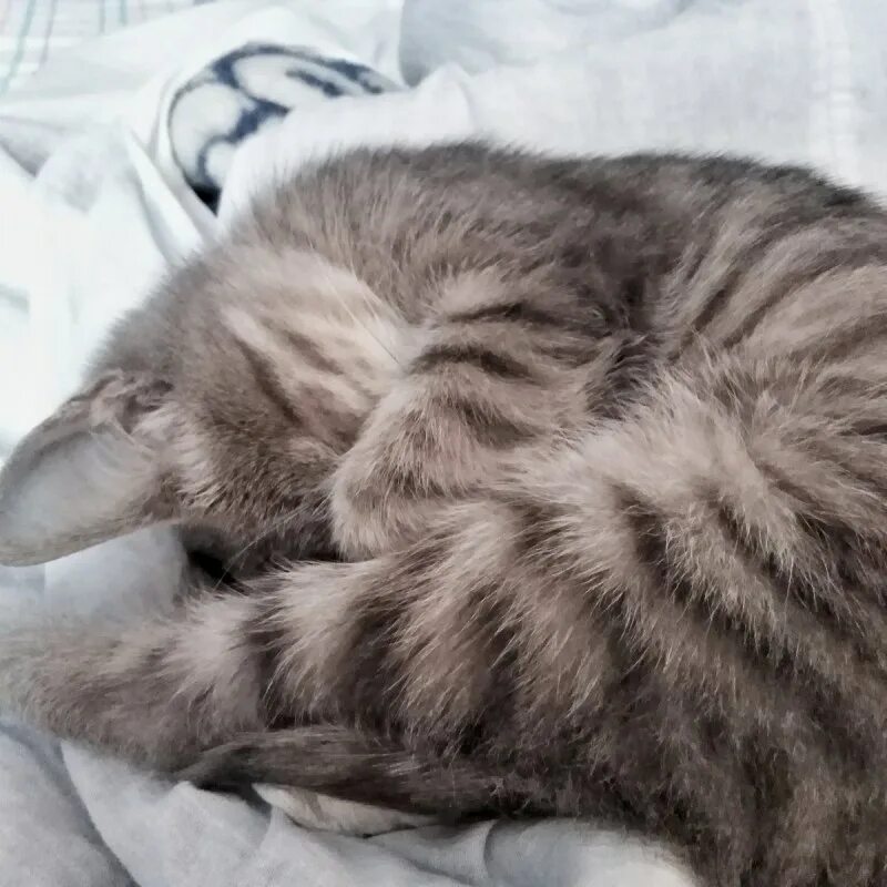 Кошка прячет нос лапой к какой погоде. Кошка прячет нос лапой к какой погоде