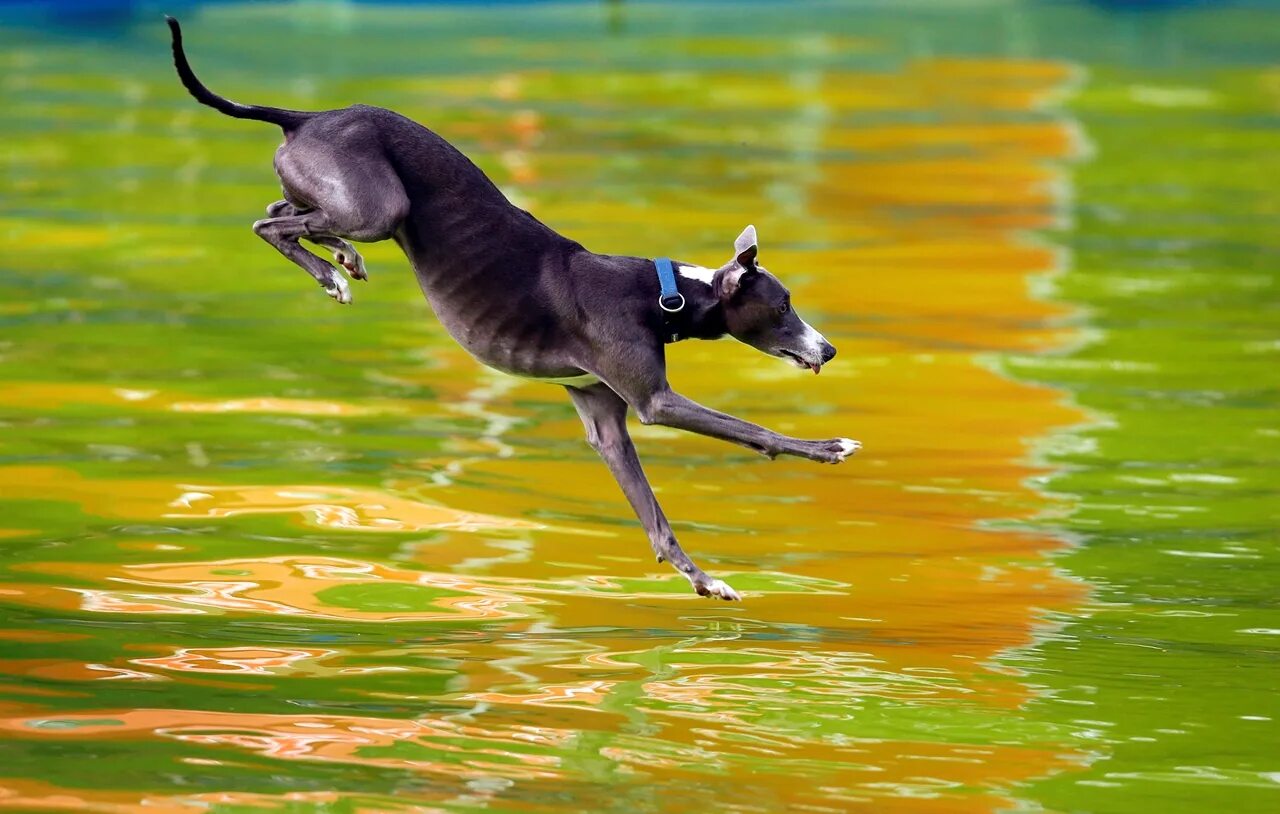 My dog can jump. Собака в прыжке. Собаки которые прыгают. Собака перепрыгивает. Прыгучая собака порода.