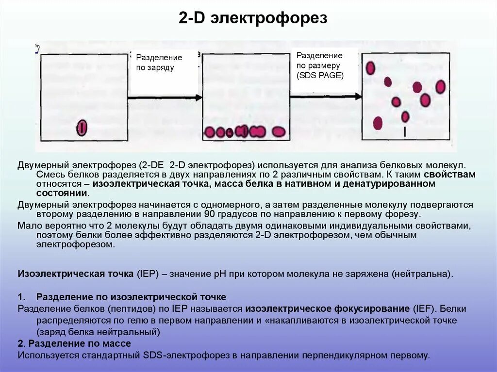 Тест песня электрофорез. Разделение белков методом гель-электрофореза. 2 Д электрофорез белков. Двумерный электрофорез принцип метода. Электрофорез принцип метода.