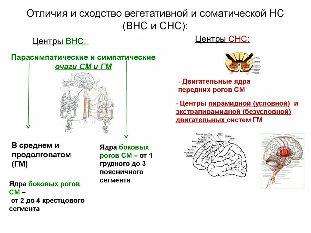 Центры соматической и вегетативной нервной системы. Сходства вегетативной и соматической нервной системы. Отличия вегетативной и соматической нервной системы анатомия. ВНС И СНС.