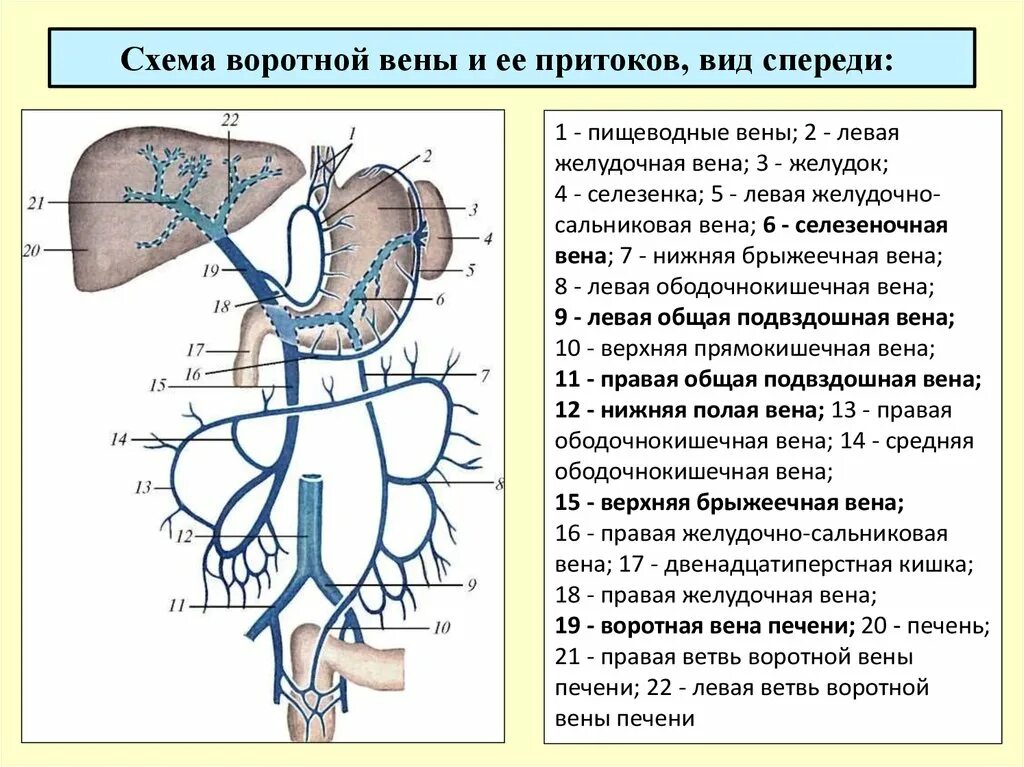 Какая вена в печени. Система воротной вены печени схема. Воротная Вена печени схема. Система воротной вены анатомия схема. Система воротной вены топография.