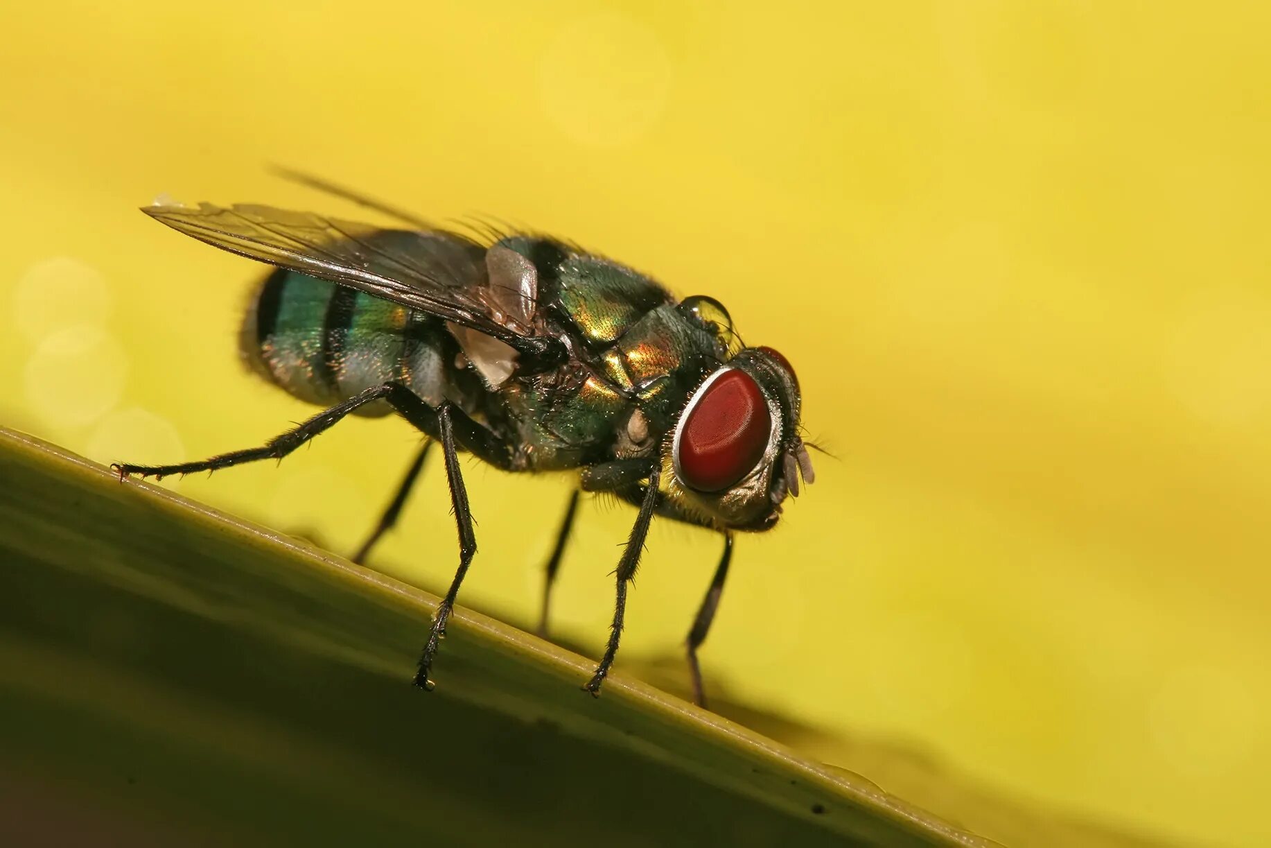 Зеленая мясная муха тип развития. Муха животное. Смешные Двукрылые. Муха картинка. Цветная Муха.