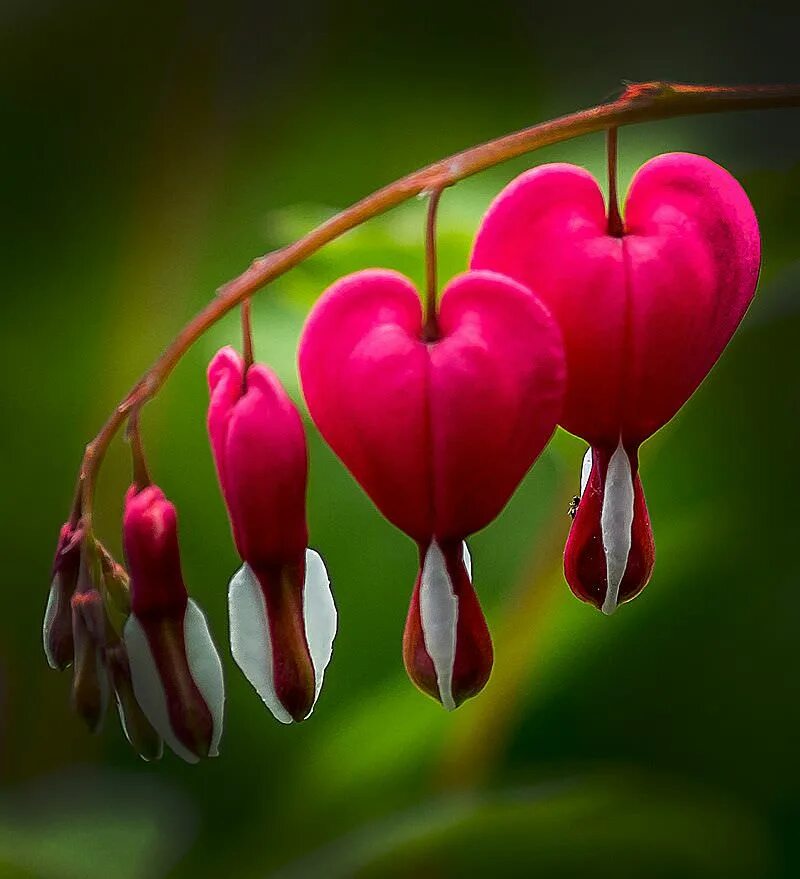 Дицентра великолепная (Bleeding Heart). Цветы сердце. Цветы в форме сердечка.