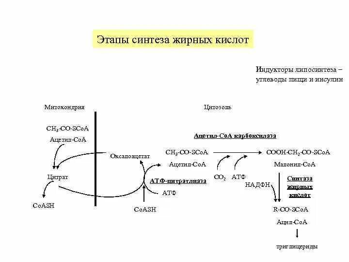 Синтез вжк. Синтез жирных кислот биохимия схема. Синтез высших жирных кислот схема. Синтез ВЖК реакции. Общая схема синтеза жирных кислот.