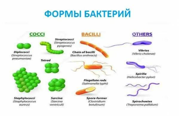 Основные формы бактериальных клеток. Формы бактерий формы названия. Какие формы у бактерий. Виды форм бактерий.