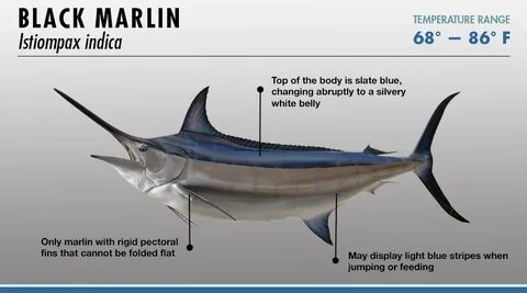 Marlin перевод