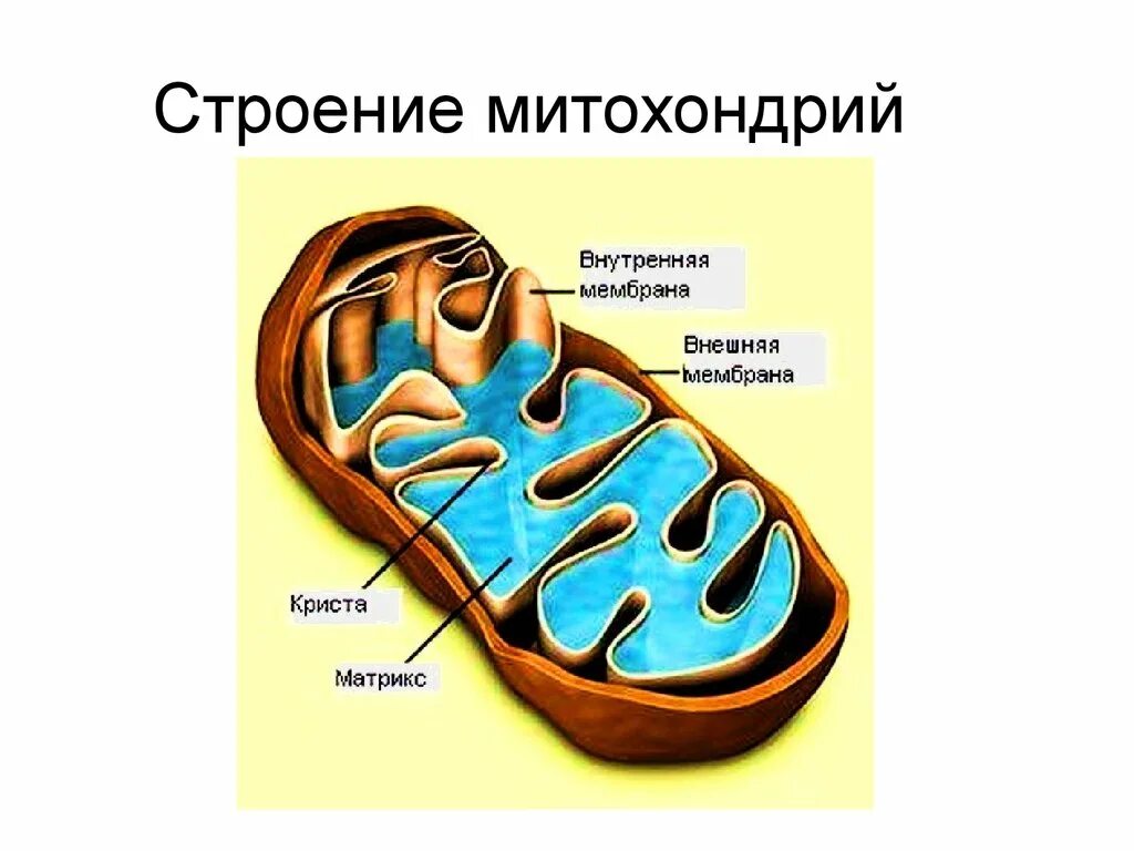 Строение митохондрии. Строение митохондрия строение. Схема строения митохондрии рисунок. Строение матрикса митохондрий. Строение митохондрии рисунок.