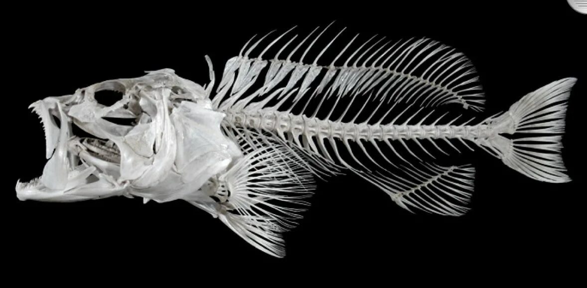 Купить кости рыбы. Скелет костной рыбы. Тилапия скелет. Скелет древней рыбы. Скелетик рыбы.