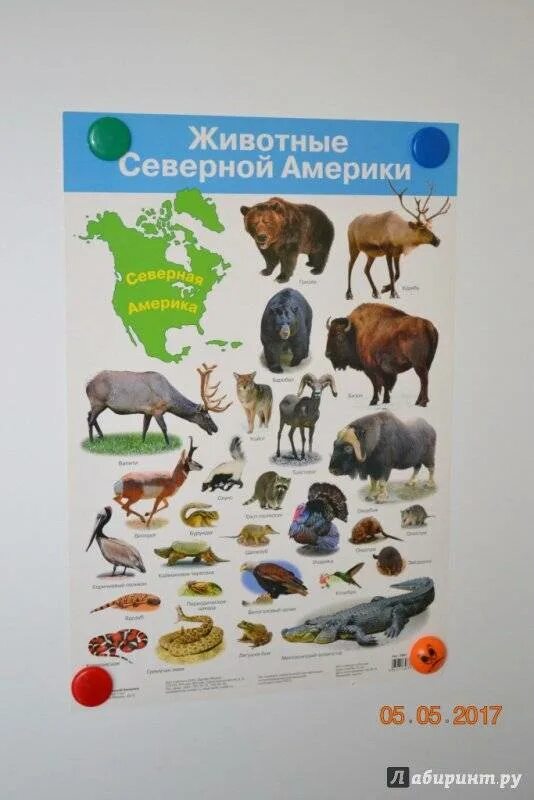 Какие животные встречаются в северной америке. Животные Северной Америки. Животнвесеверной Америки. Животные Северной Амери.