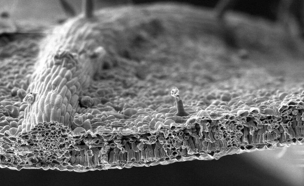 Микрофотография среза листа. Микроскопия Сэм микрофотографии. Клеточная мембрана растения под микроскопом. Цитоплазматическая мембрана микрофотография. Электронный микроскоп микрофотографии.