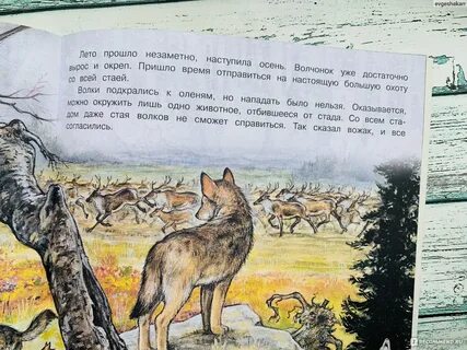 Приключения волчат