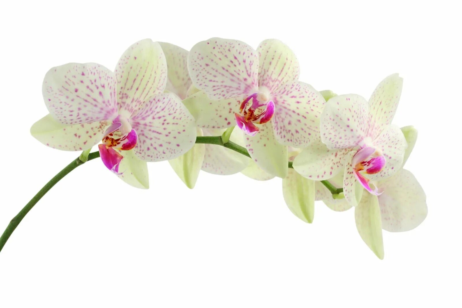 Фон красивый без фона. Орхидея Shenzhen Nongke. Фаленопсис,сорт Вероника. Орхидея na belom fone. Ветка орхидеи.
