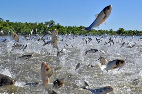 A lot of fish