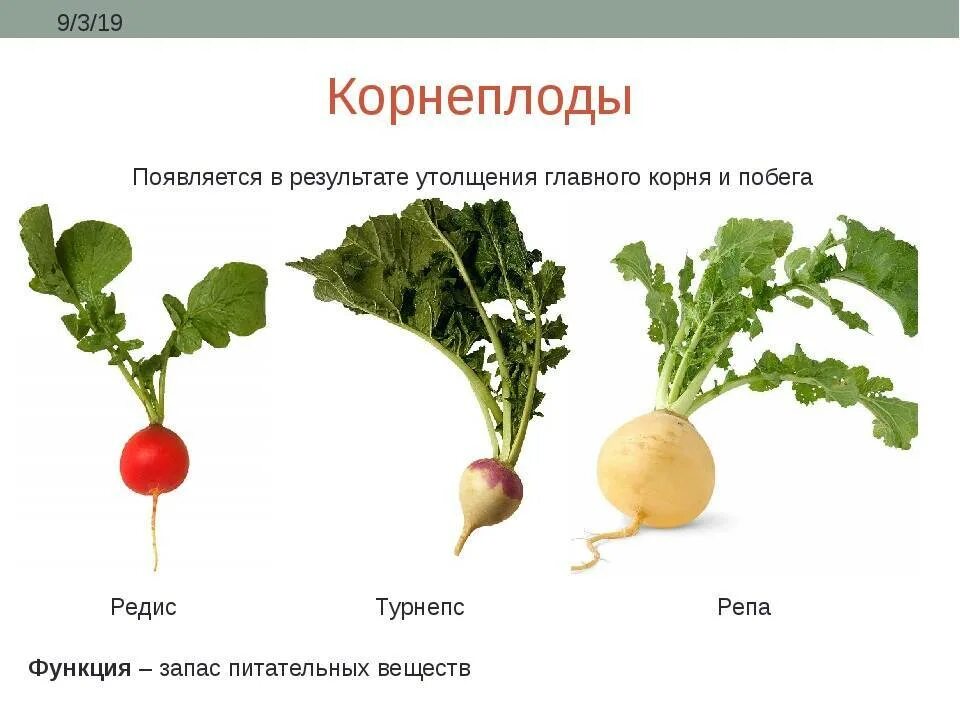 Редис видоизменение корня. Строение корнеплода редиса. Свекла репа редиска редька. Репа видоизменение. Функциональная грамотность про репку и другие корнеплоды