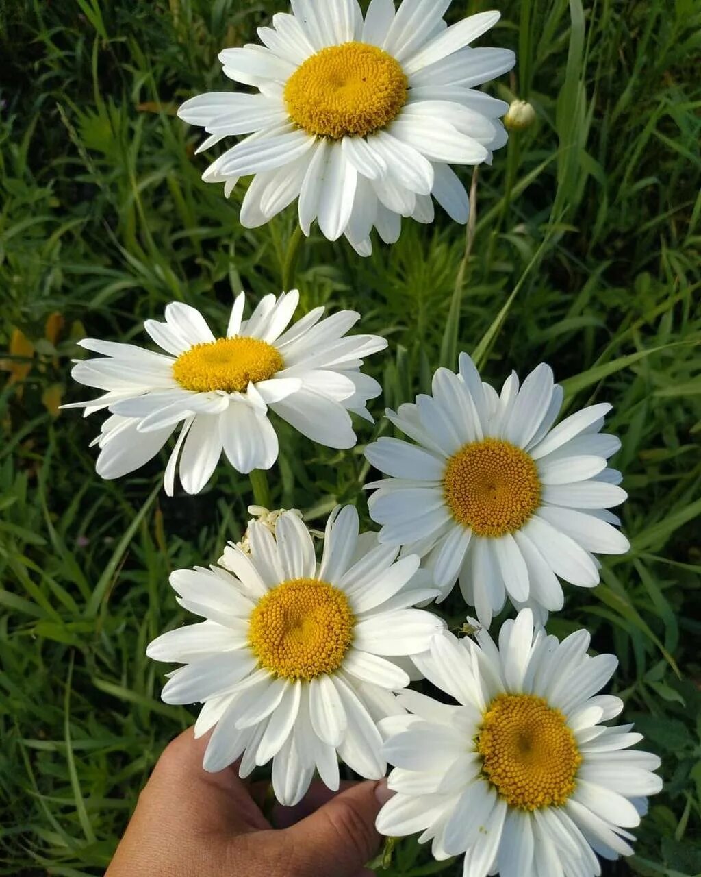 Гогхилл нивяник. Леукантемум нивяник. Нивянник leucanthemum vulgare. Нивяник аляска. Цветок нивяник аляска.