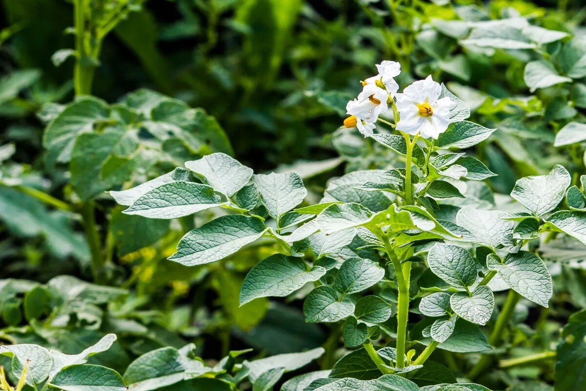 Морщинистая мозаика ботвы картофеля. Клубни картофеля с ботвой. Картофель куст. Ботва картошки. Картошка на грядке.