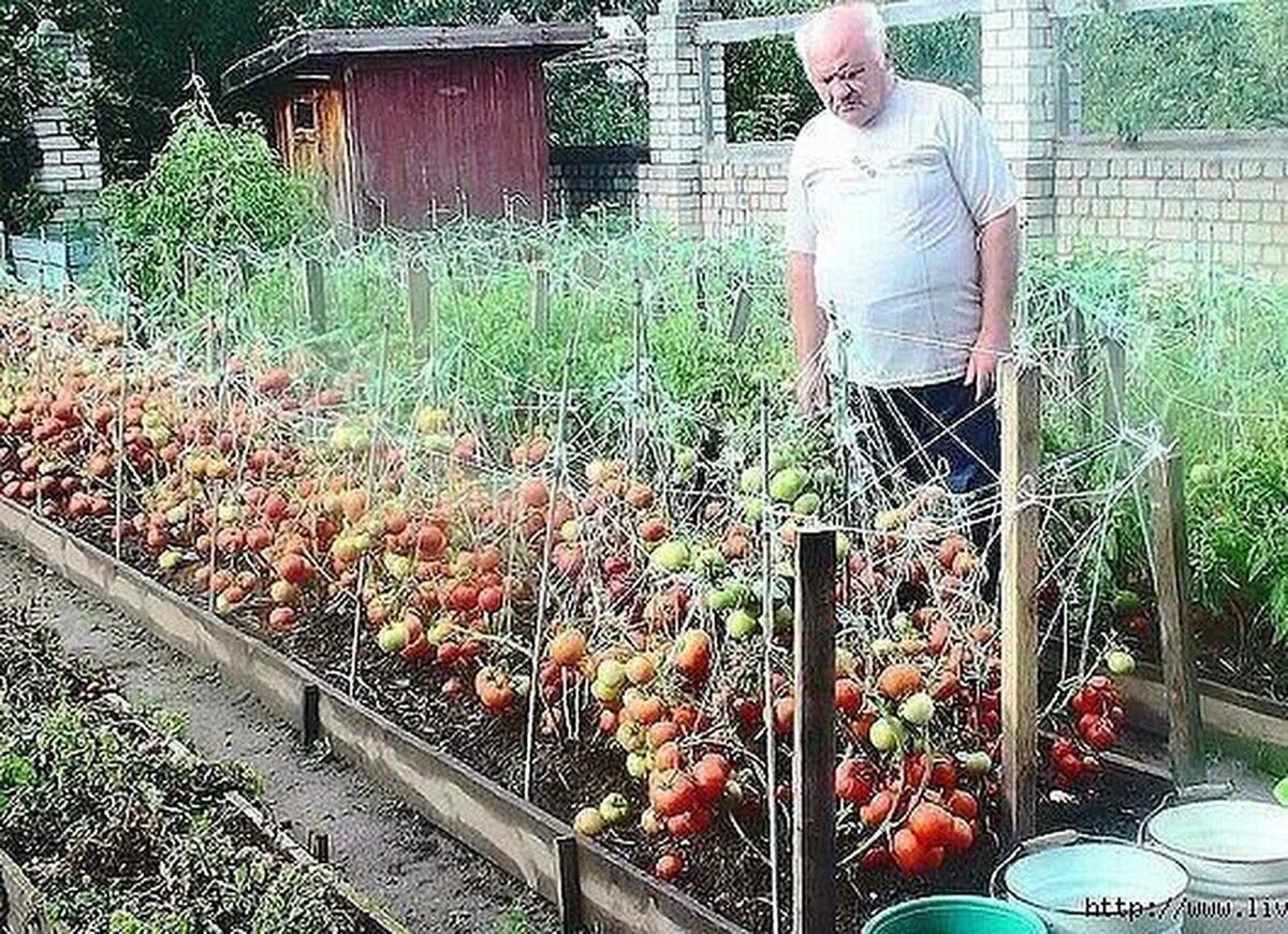 Интересные идеи для огорода. Помидоры на грядке. Высокие грядки для помидор. Прмидоры в ОГ. На даче вырос