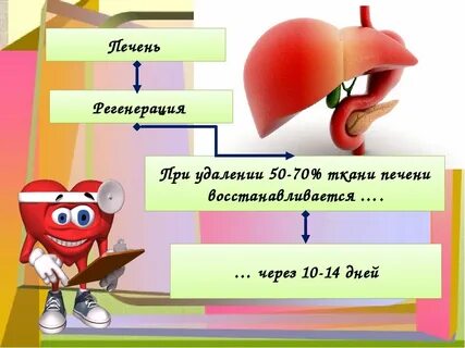 За сколько дней восстанавливается печень