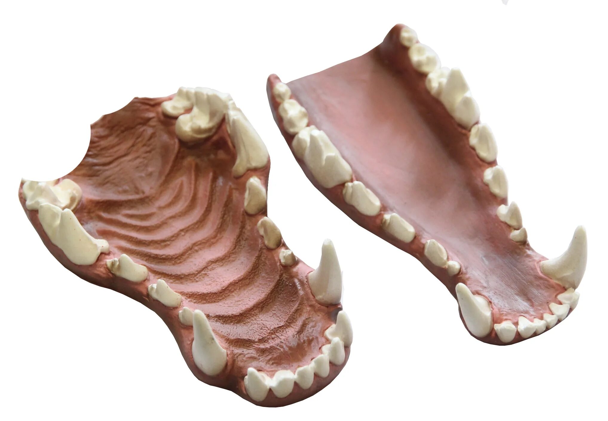 Анатомия челюсти собаки. Собаки зубова купить