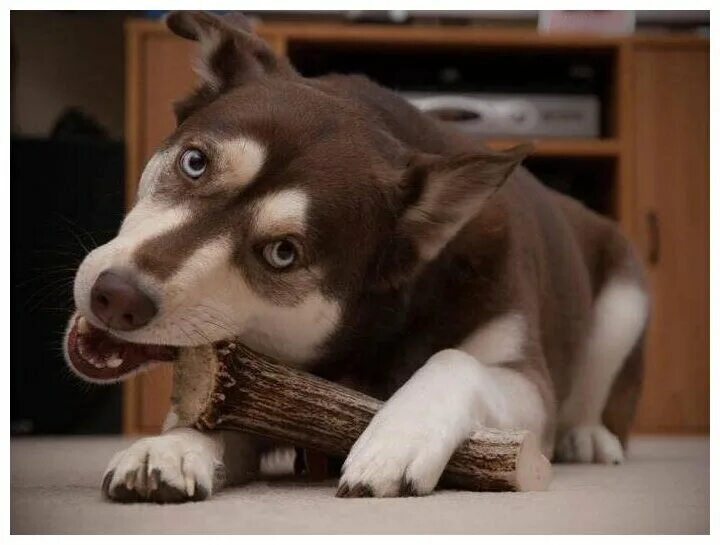 олений рог для собак. панты оленя для собак. можно ли собаке рога. погрызухин 74286 лакомство д/собак хребет с мясом северного оленя м 50-80г. можно ли собаке рога.