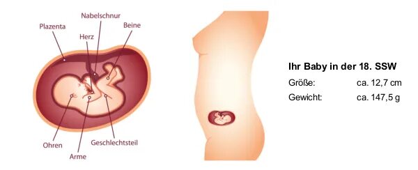 Плод на 20 неделе беременности. Ребёнок на 20 неделе беременности. Размер ребенка в 20 недель. 20 недель беременности фото плода на узи. Плод по неделям беременности 20 недель.