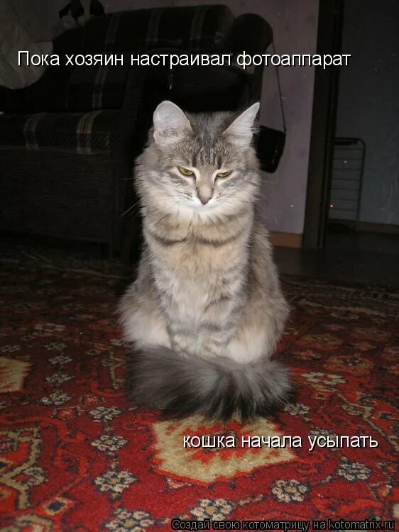 командная работа демотиватор. сказала раз хозяйка схожу. офисные крысы. котик пушистый животик. смешной кот демотиватор.