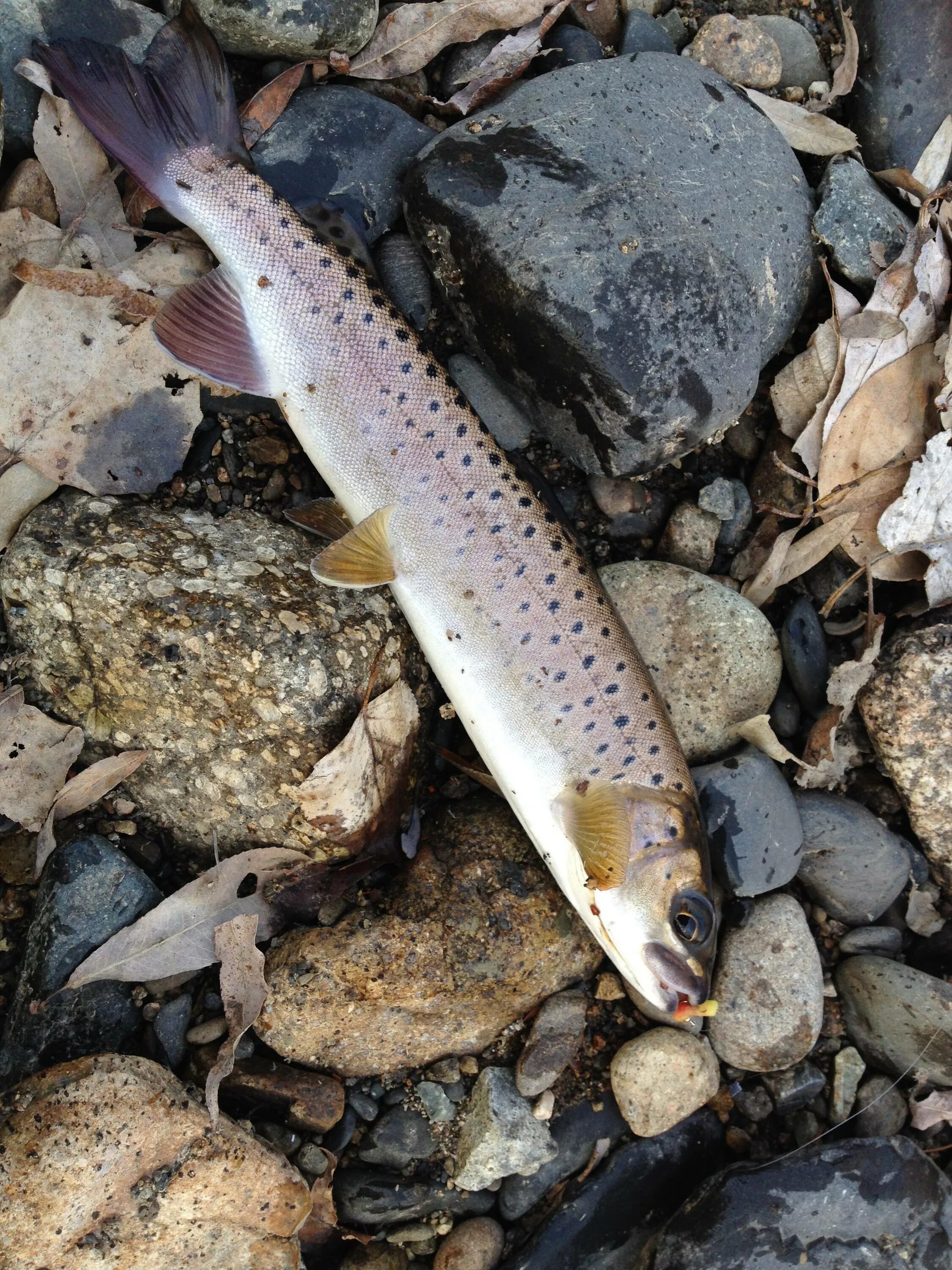 Ленок байкальский. Ленок – brachymystax lenok. Шикуешь ленок. Шикуешь ленок. Ленок лососевые.
