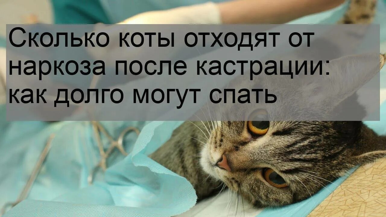 Как коты отходят от наркоза