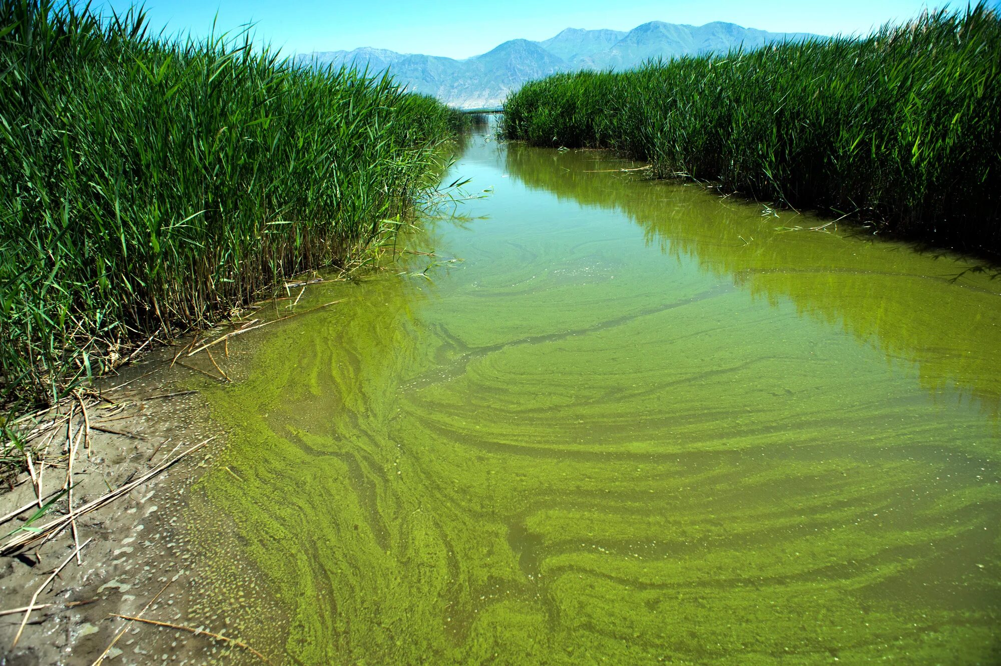 Водоросли в почве. Цианобактерии водоросли. Цианобактерии сине-зеленые водоросли. Синезеленые цианобактерии. Синезелёные водоросли в реке.