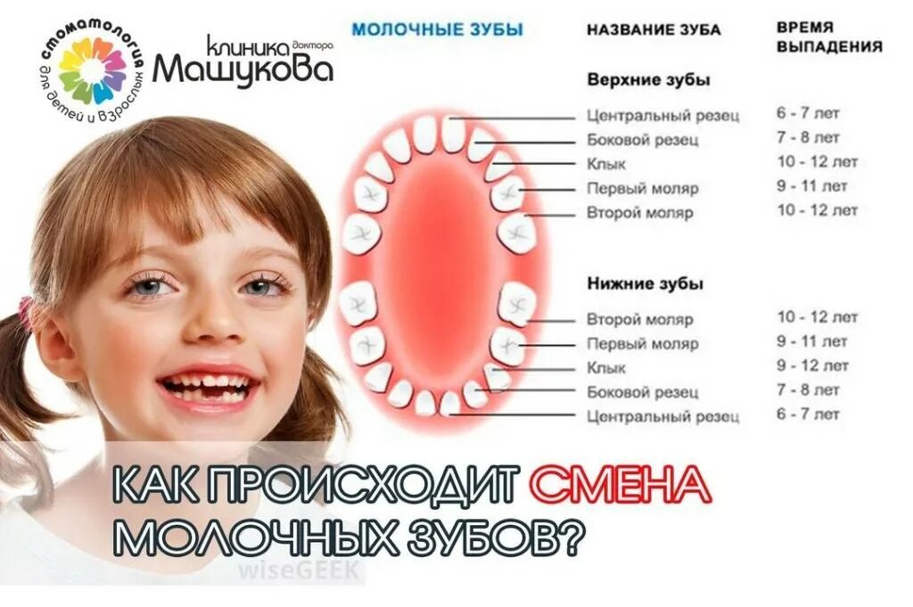 Схема выпадения молочных зубов. Какие зубы выпадают у детей. Схема выпадения зубов у детей. Выпадают молочные зубы у ребенка. Сколько исполнится 7 лет