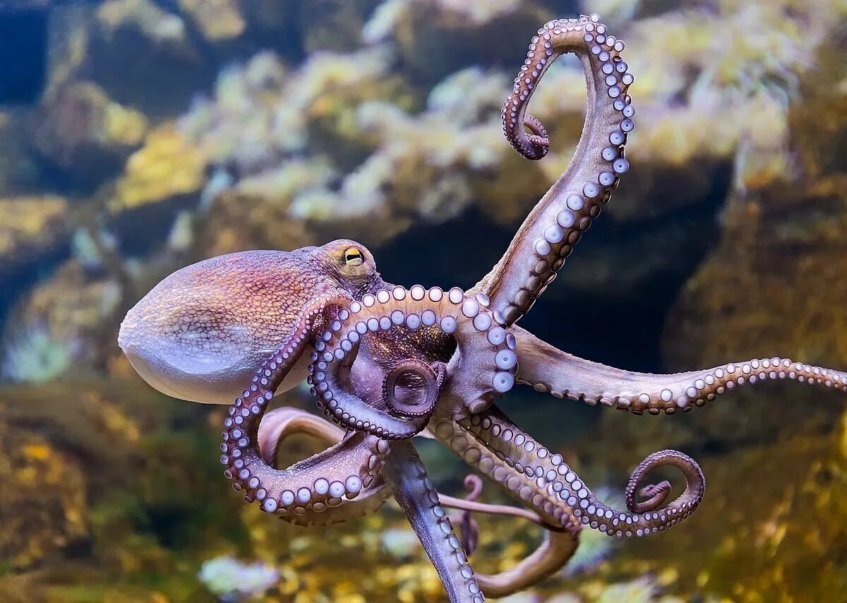 Осьминог это животное или нет. Осьминог Octopus vulgaris. Октопус вульгарис. Осьминог Дофлейна гигантский. Дальневосточный гигантский осьминог.