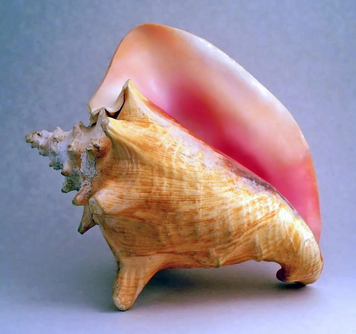 Раковина Conch Shell. Стромбус моллюск. Гигантский Стромбус моллюск. Королевский Стромбус моллюск.