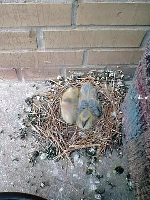 Гнездо голубя на балконе примета. Гнездо голубя. Голубиное гнездо. Гнезда голубей смешные. Голубиное гнездо в городе.