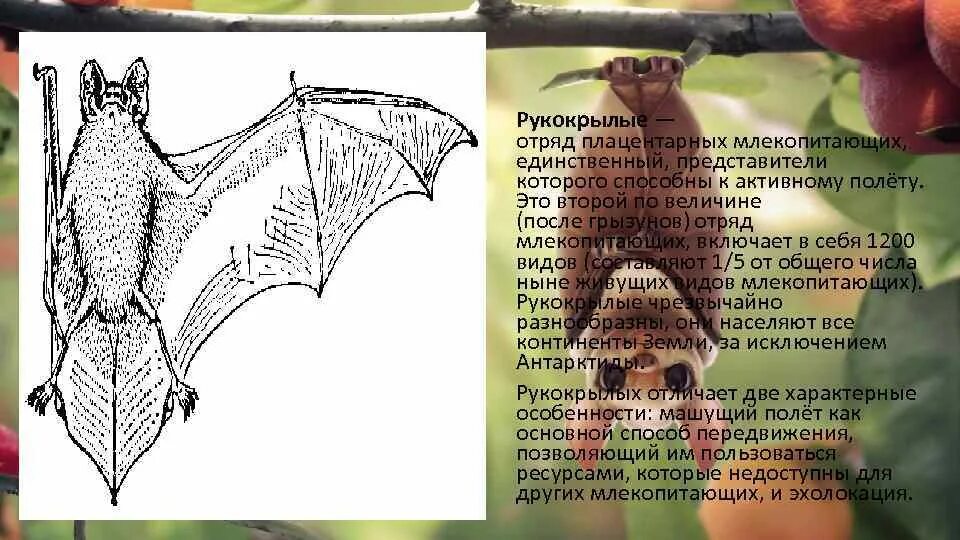 Рукокрылые млекопитающие представители. Отряд рукокрылые образ жизни. рукокрылые плацентарные. строение рукокрылых. питание рукокрылых млекопитающих.