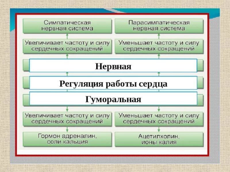 Гуморальная регуляция сердца схема. Регуляция работы. Нервная и гуморальная регуляция сердца. Регуляция работы. Регуляция деятельности сердца и сосудов.