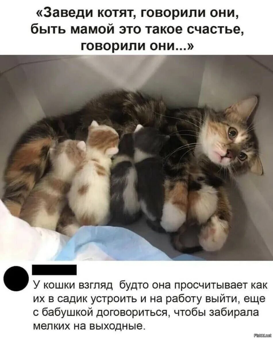 Котята юмор. Рожай котят говорили они котята цветы жизни говорили они. Смешные истории про котят. Завели кота говорили они. Зачем меня мать родила