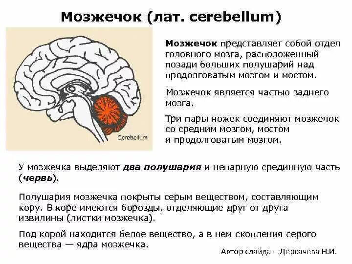 Функции мозжечка человека. Мозжечок функции мозжечка. функции мозжечка в головном мозге. мозжечок функции кратко. 9. функции мозжечка:.