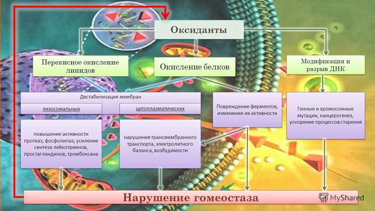 Тест повреждение клетки