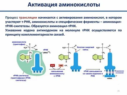 Является комплементарной копией гена присоединяет аминокислоту
