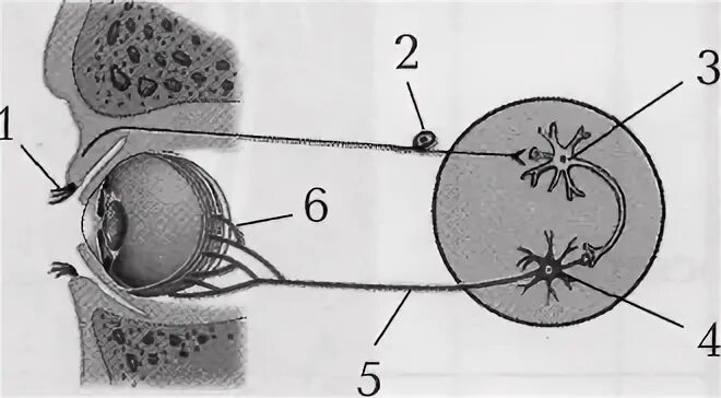 Рефлекторная дуга мигательного рефлекса. Части рефлекторной дуги мигательного рефлекса. Схема рефлекторной дуги мигательного рефлекса. Рефлекторная дуга мигательного рефлекса рисунок.