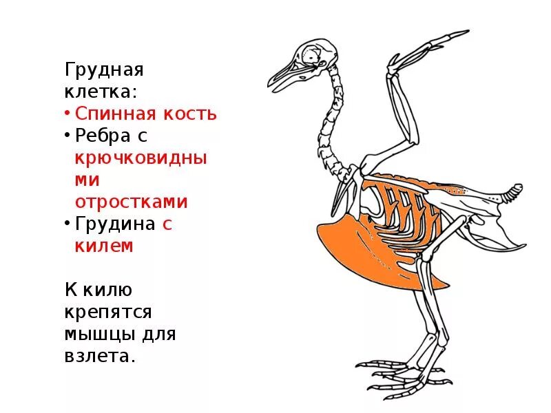 Строение грудины у птиц. Скелет птицы киль. Киль у птиц. Грудной киль у птиц. Особенности расположения строения и работы мышц птиц