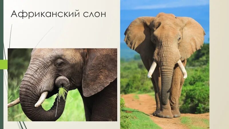 Природная зона слонов. Слон материк обитания. Африканский слон морфологическая адаптация. Материк обитания африканских слонов. Слон в какой природной зоне