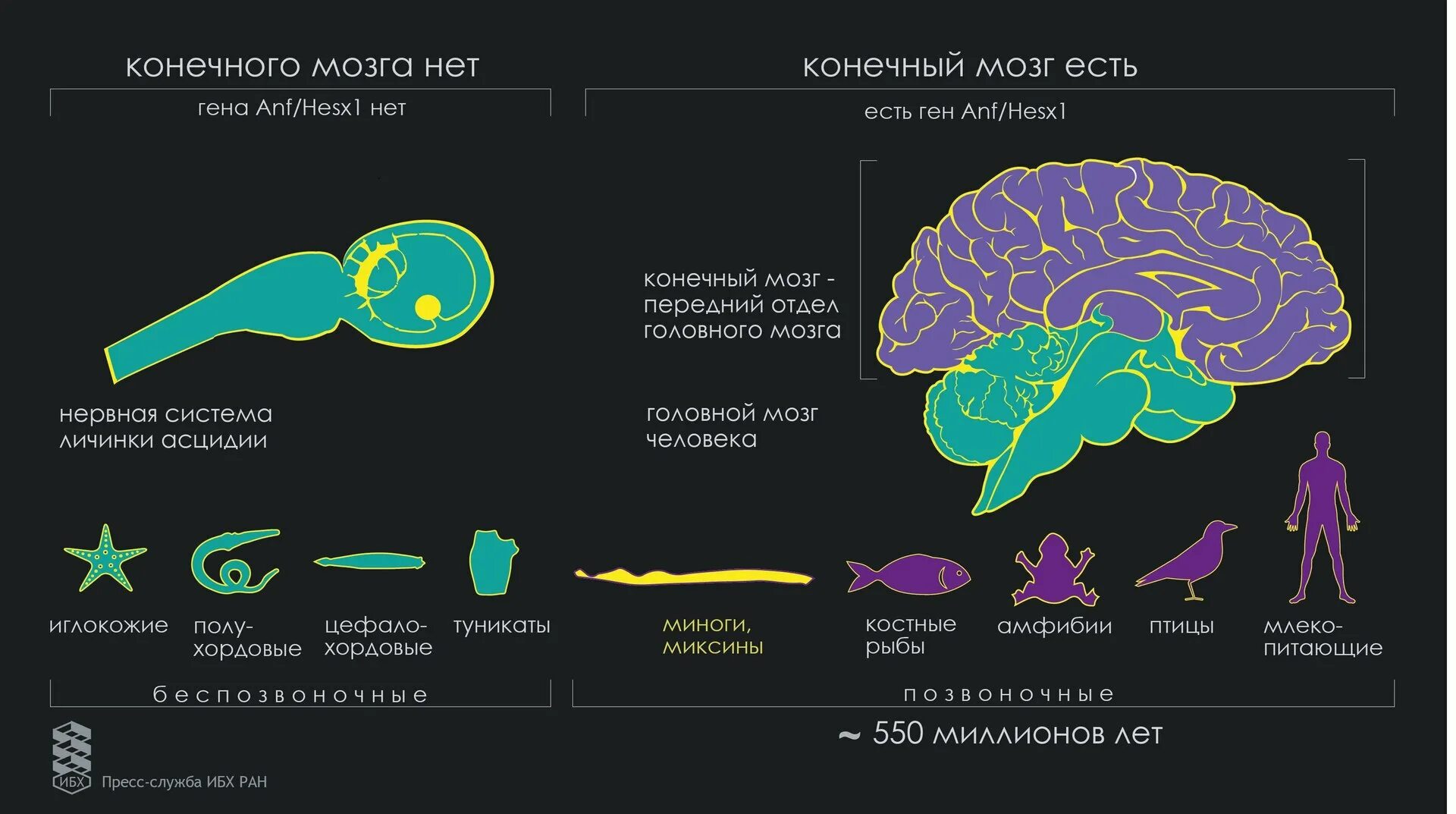 Размер мозга увеличивается. Эволюция мозга. Эволюция головного мозга человека. Развитие мозга Эволюция. Эволюция человеческого мозга.