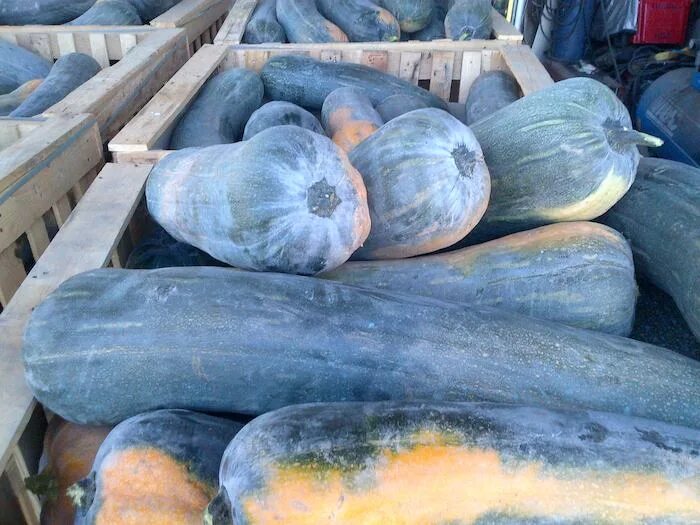 тыква лунга. тыква ди наполи. тыква сады россии лунга ди наполи. тыква сады россии лунга ди наполи. тыква лунга ди наполи семена.