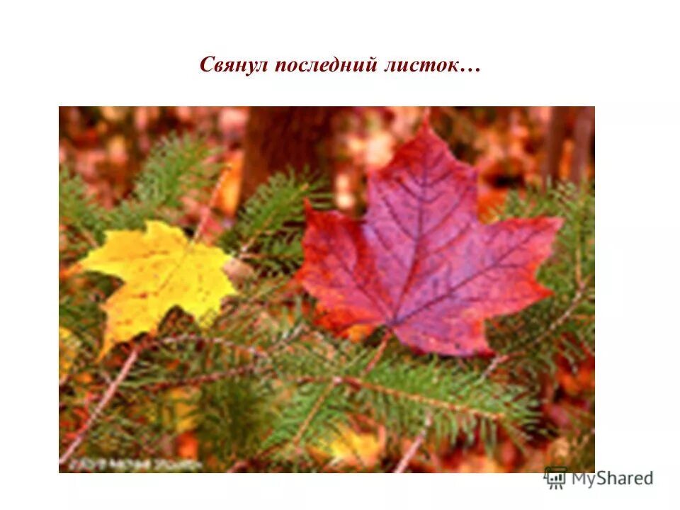 Александр пушкин - октябрь уж наступил — уж роща отряхает. Стих листья. Последний лист стих. С последним днем осени. Одинокий осенний листок.