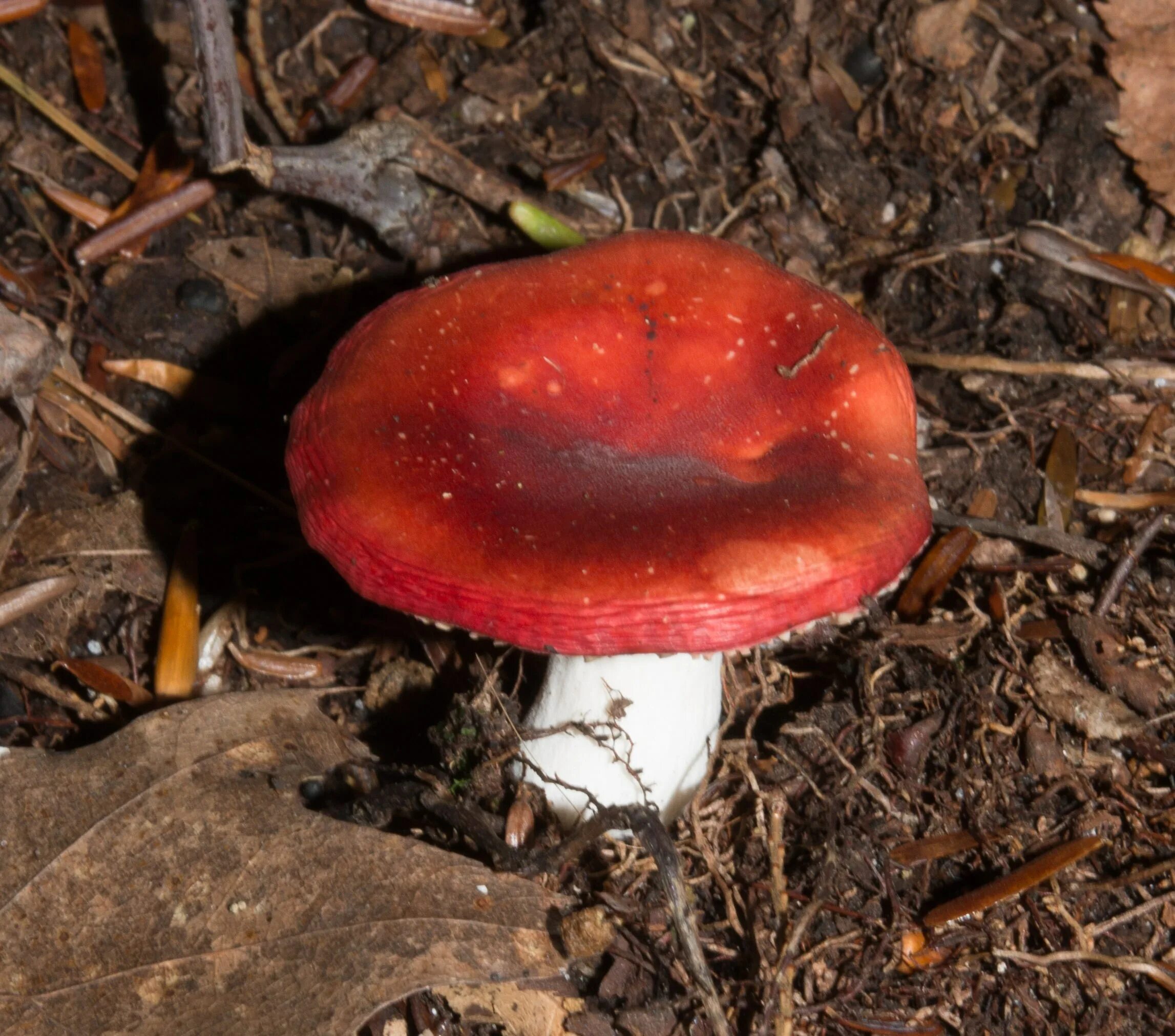 Сыроежка жгучеедкая (Russula emetica). Сыроежка жгучеедкая несъедобная. Сыроежка красная ядовитая. Ядовитая сыроежка жгучеедкая. Красный гриб описание