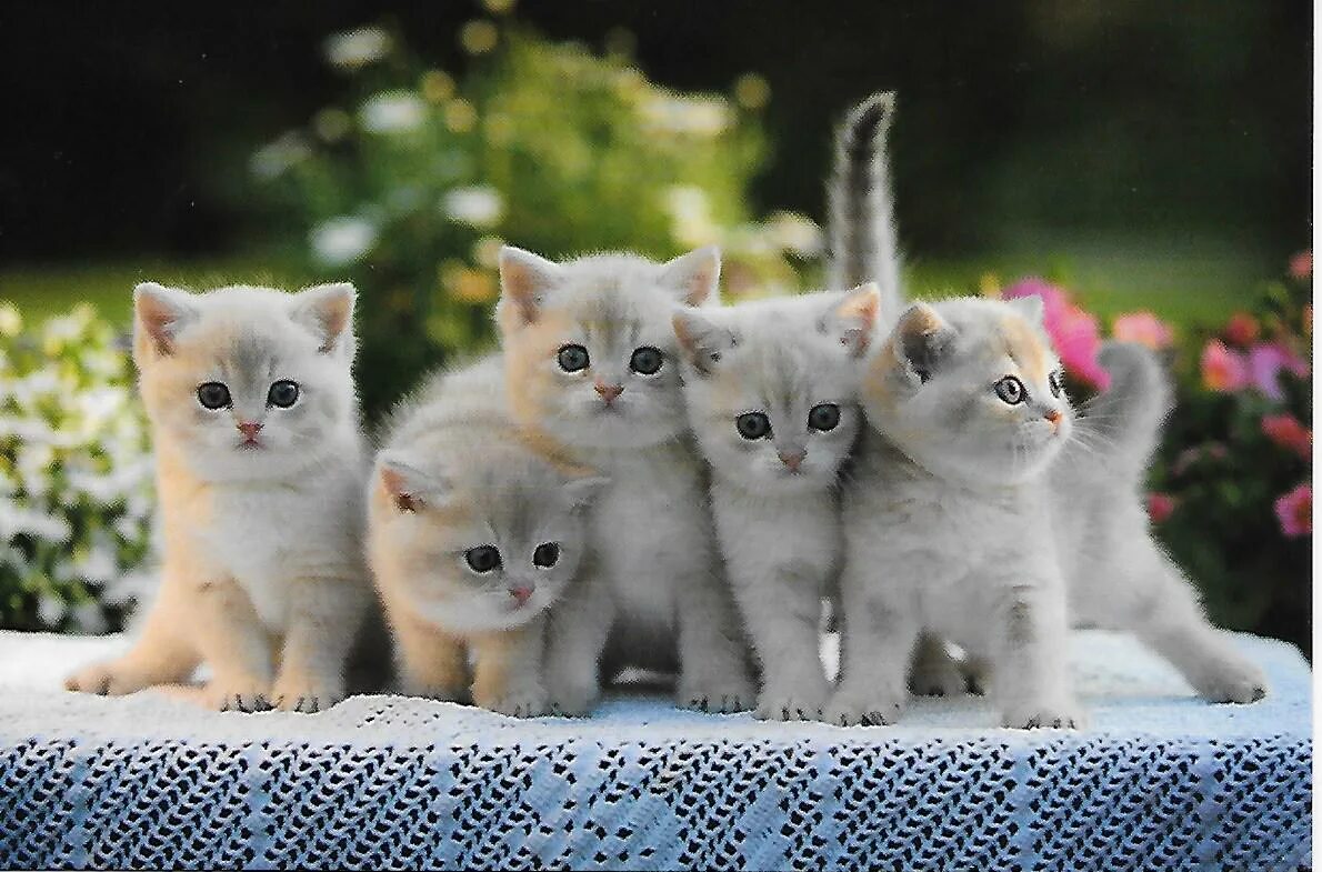 Котята разных расцветок. Несколько котят. Кошка с котятами. Несколько котят. Котята разных цветов.