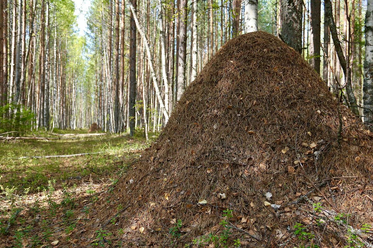 Солдат расположился на ночлег вблизи муравейника. Заварзинская Лесная дача Муравейник. Муравейник в Заварзино Томск. Линдуловская роща Муравейник. Лесные муравьи Муравейник.