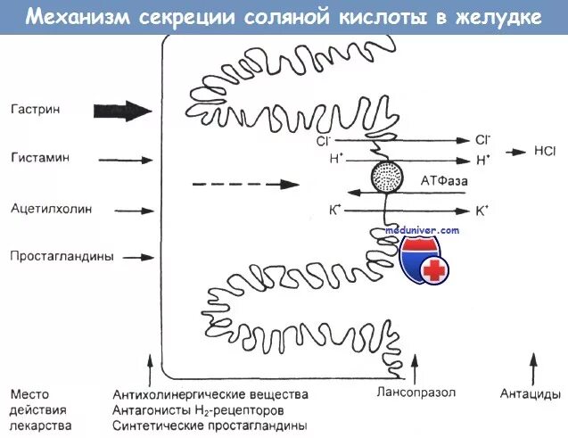 Секреции соляной кислоты. Механизм секреции соляной кислоты в желудке. механизм секреции соляной кислоты. механизм образования соляной кислоты в желудке. схема секреции соляной кислоты.