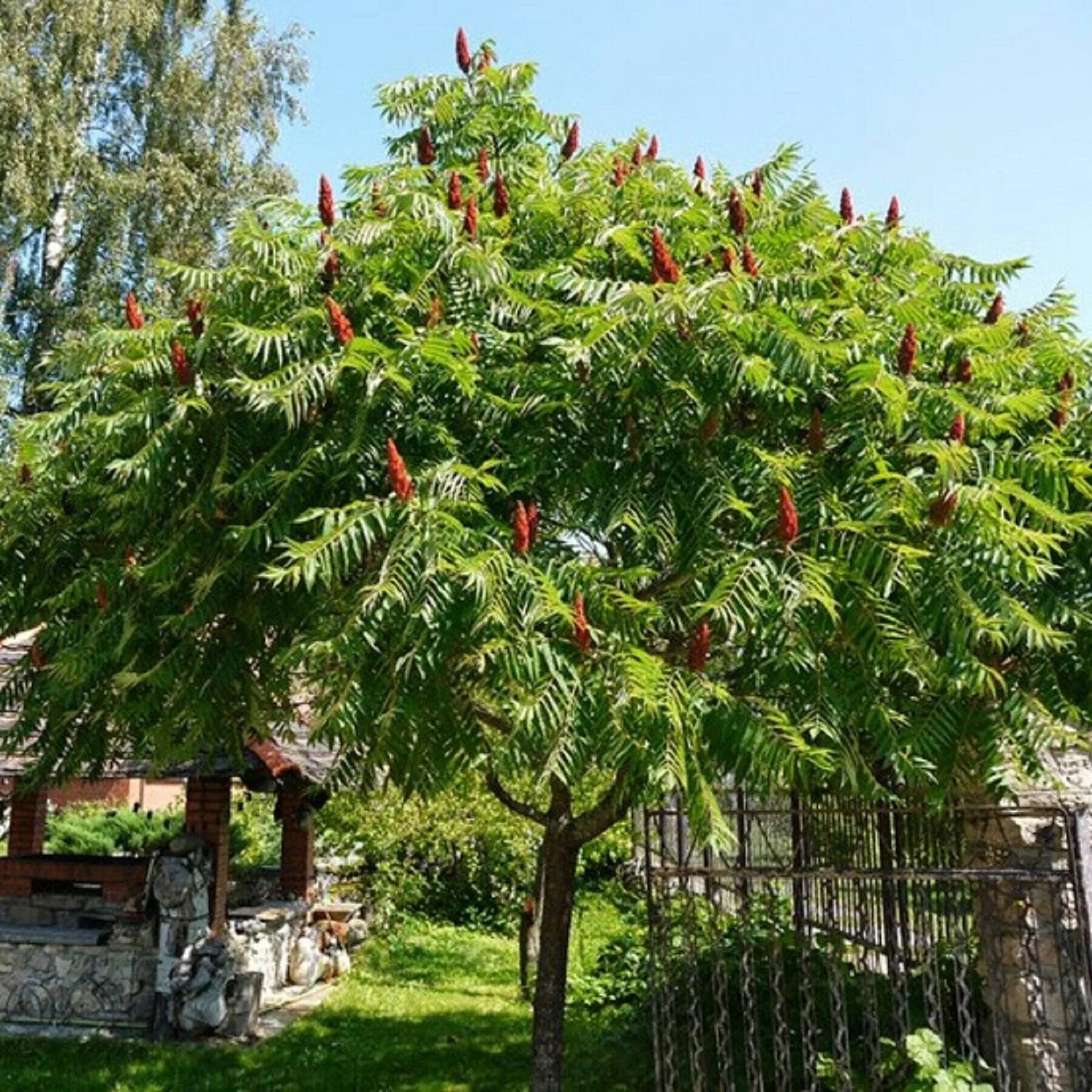 Сумах дерево купить